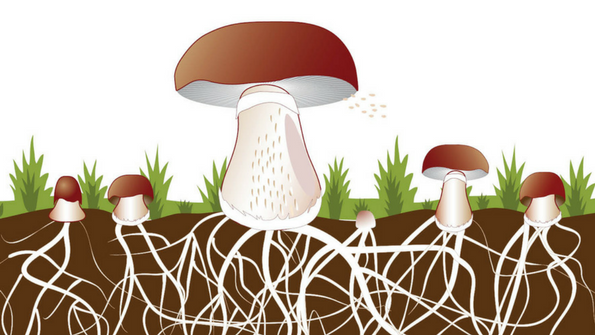 Mushrooms in Supplements