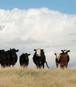 Organic Prairie Cattle