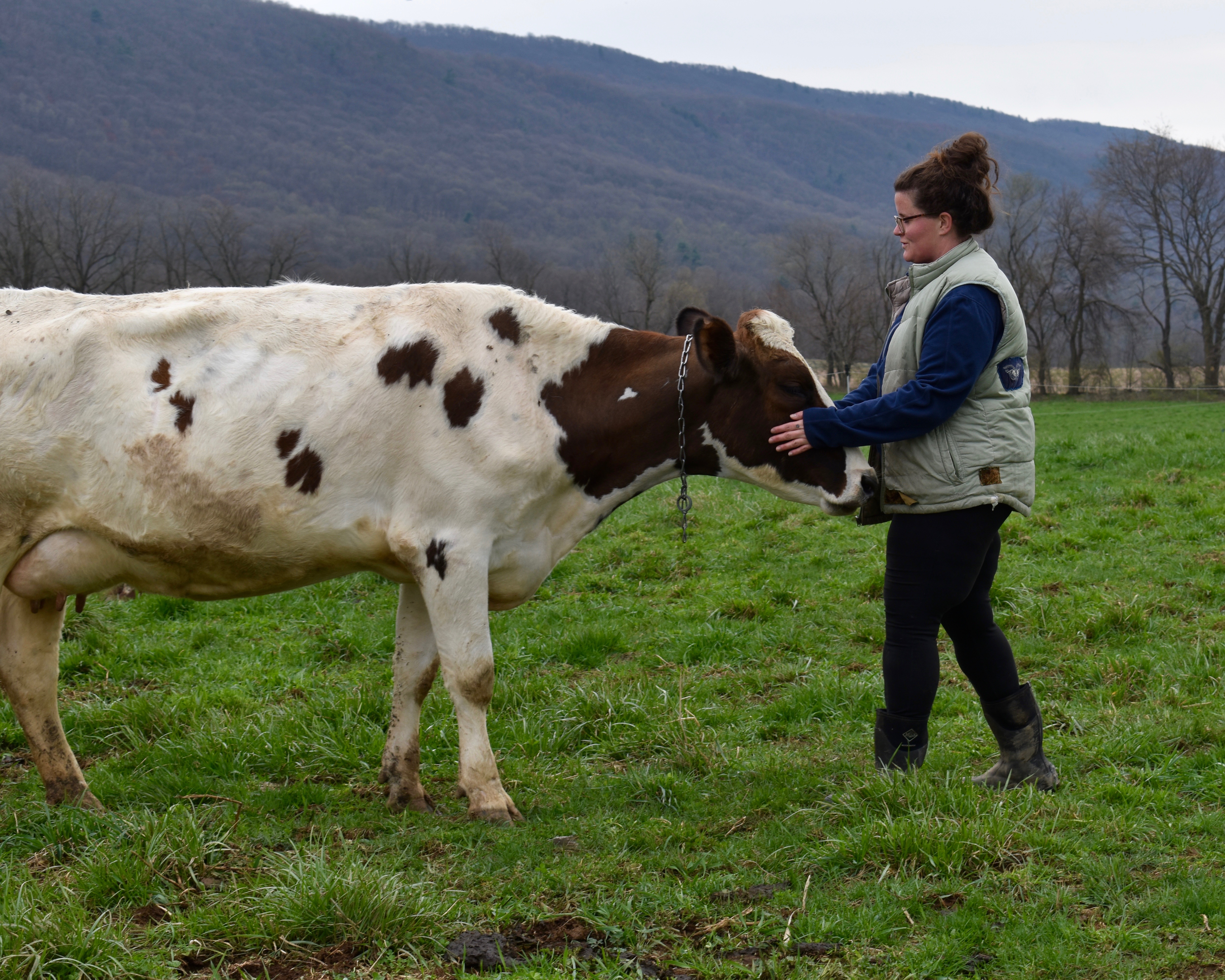 Jess Matthews with Cow