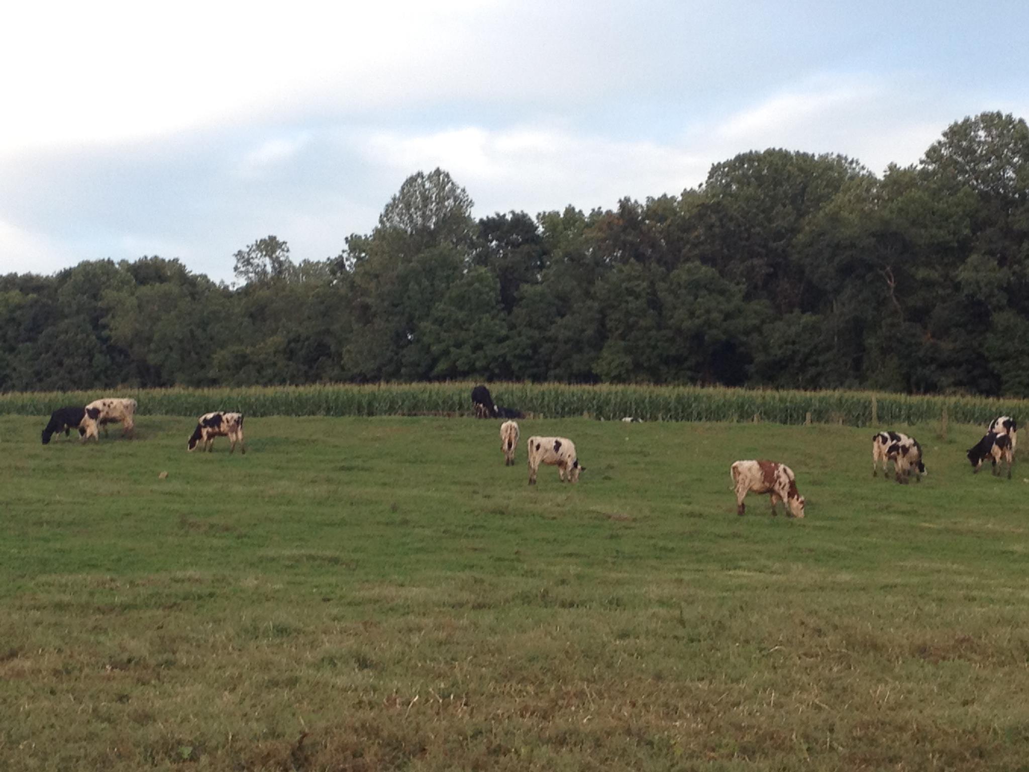 Cows at Birchrun